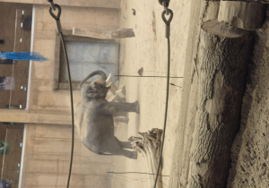 Wycieczka do Orientarium